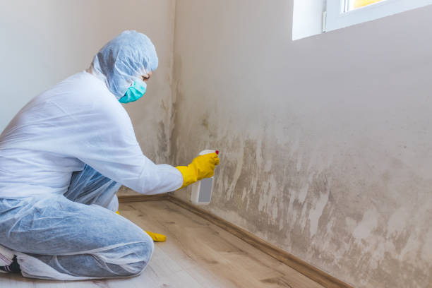 Licensed Attic Mold Removal service in Marietta, PA - WQB Mold Removal